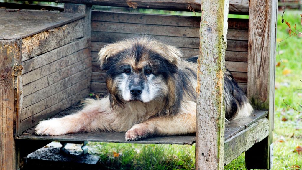 Tierheim Göppingen: Hundemischling Lucky ist der Alterspräsident