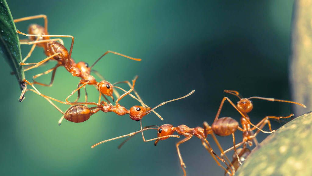 Ameisen sind zwar durchaus nützlich für das Ökosystem, aber mehr als lästig auf dem Balkon, im Garten oder gar in der Wohnung. Was man gegen Ameisen machen kann und welche Hausmittel es gibt, verraten wir Ihnen hier.