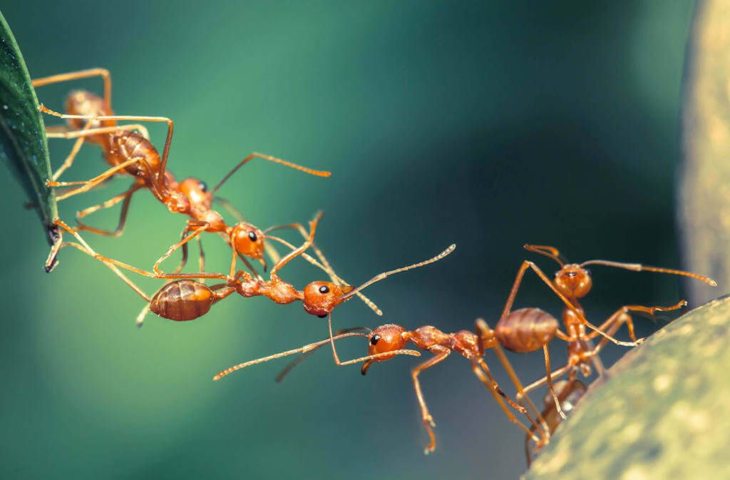 Die wirkungsvollsten Hausmittel, um Ameisen zu bekämpfen. So vertreiben Sie Ameisen aus dem Haus, dem Garten, vom Balkon oder der Wohnung.