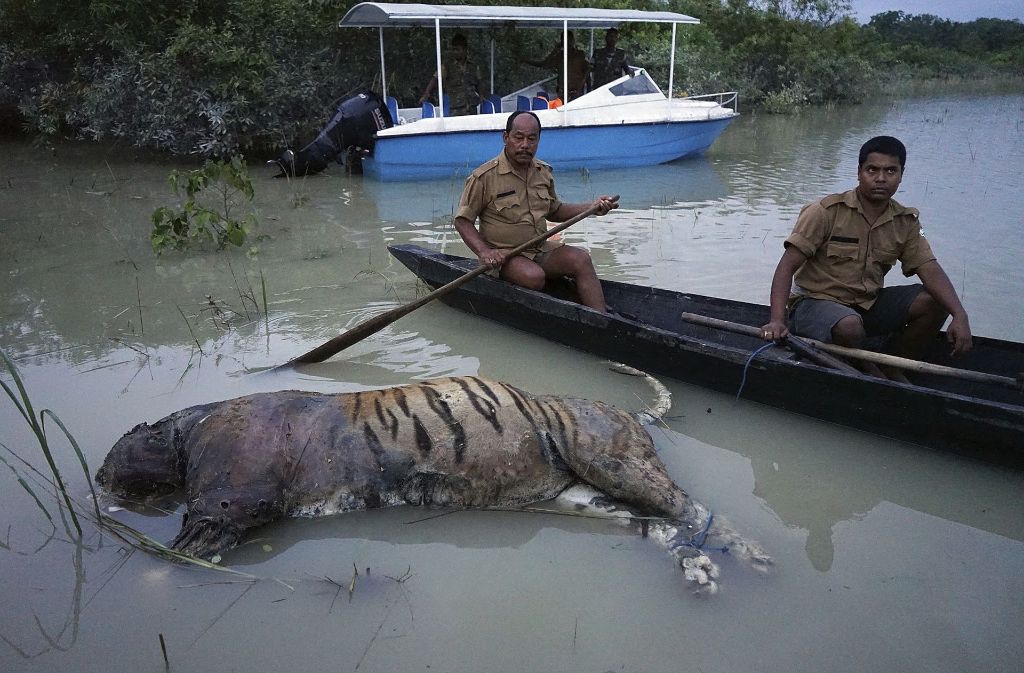 Ein toter Tiger liegt im überschwemmten Kaziranga National Park in Assam (Indien).