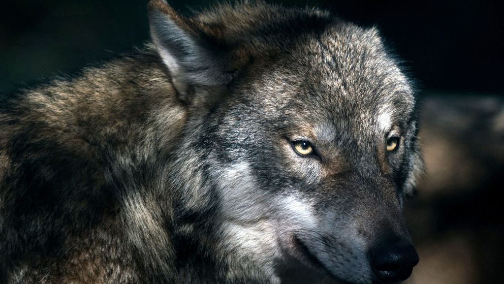  Der Wolf ist zurück in Deutschland. Derzeit leben in der Bundesrepublik etwa 450 Tiere in 57 Rudeln. Angst geht um vor dem wilden Biest im Vorgarten. Doch was ist Angstmache und was echtes Risiko? 