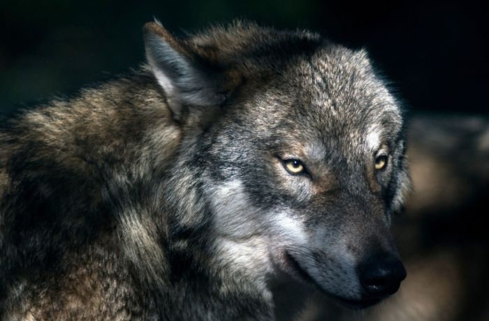 Wie gefährlich ist der Wolf wirklich?