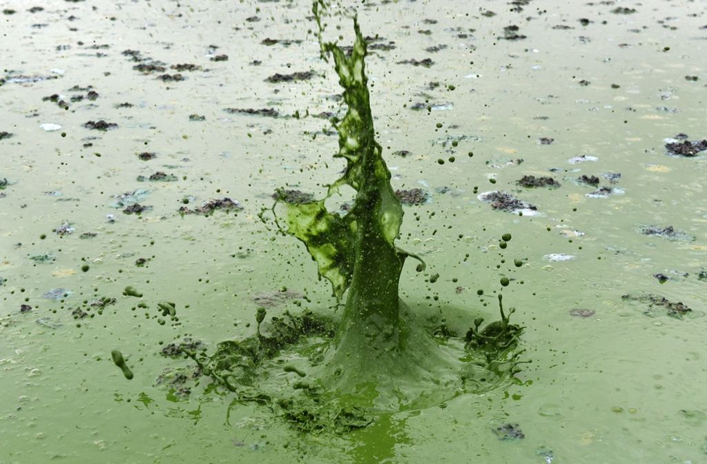 Juli 2018: Nach einem Steinwurf spritzt in der Bringhäuser Bucht am Edersee von Blaualgen giftgrün verfärbtes Wasser hoch.
