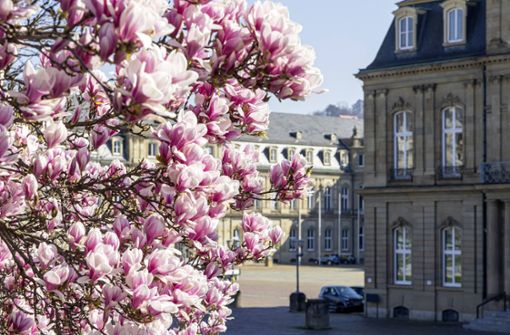 Ab Ende März blühen die Magnolien in der Stadt. Foto: imago/Arnulf Hettrich