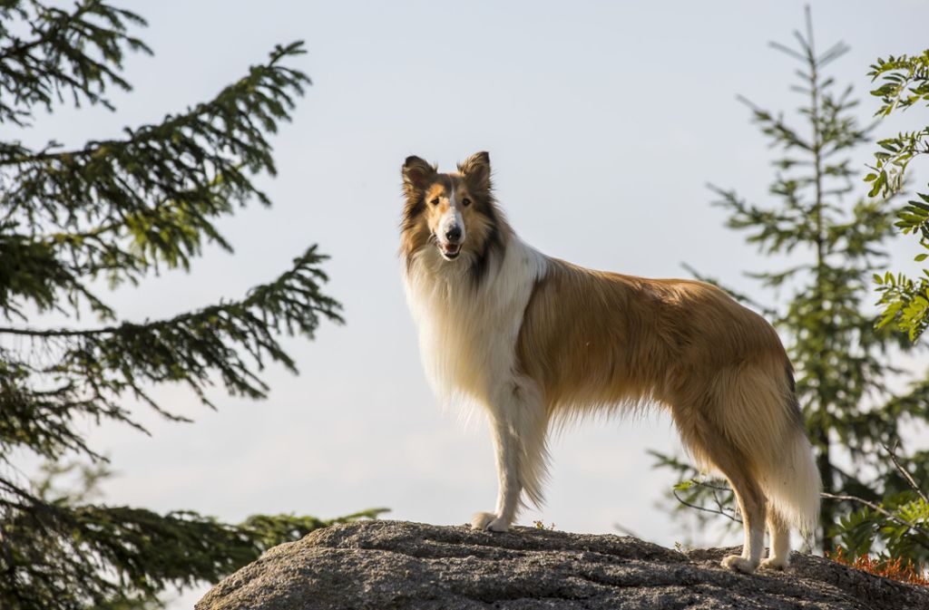Szenen aus „Lassie – Eine abenteuerliche Reise“